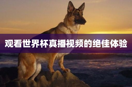 观看世界杯真播视频的绝佳体验