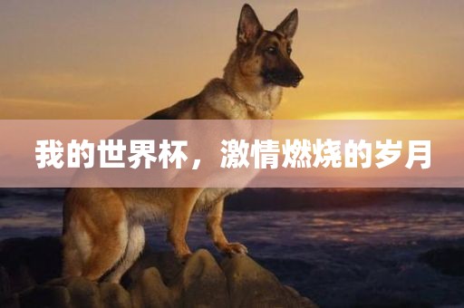 我的世界杯，激情燃烧的岁月